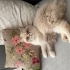 Maviş gözlü kız yeni ailesini arıyor. fotoğraf