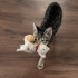 Maç izleyen kedi kaçırmayın fotoğraf