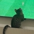 Maç izleyen kedi kaçırmayın fotoğraf