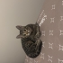 Maç izleyen kedi kaçırmayın fotoğraf