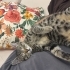 Maç izleyen kedi kaçırmayın fotoğraf