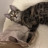 Oyuncağını getiren kedi fotoğraf