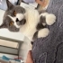 İnsan canlısı Goffy yuva arıyor fotoğraf