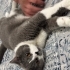 İnsan canlısı Goffy yuva arıyor fotoğraf