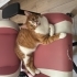 Yakışıklı oğlum Mao'ya yuva arıyorum fotoğraf