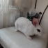 Ücretsiz sahiplendirmek fotoğraf