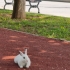 Ücretsiz sahiplendirmek fotoğraf