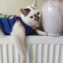 Tosbiğimize yeni yuva arıyoruz fotoğraf