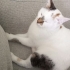 Tosbiğimize yeni yuva arıyoruz fotoğraf