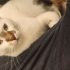 Tosbiğimize yeni yuva arıyoruz fotoğraf