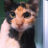 Yavru calico 2 aylık fotoğraf