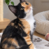Yavru calico 2 aylık fotoğraf