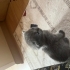 British shorthair Tom’uma güzel bir yuva arıyorum fotoğraf