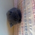 British shorthair Tom’uma güzel bir yuva arıyorum fotoğraf