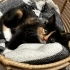 Karamel, Calico Prenses fotoğraf