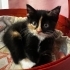 Karamel, Calico Prenses fotoğraf