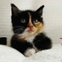 Karamel, Calico Prenses fotoğraf