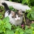 PRENSES MAYA YUVASINI ARIYOR fotoğraf