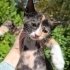 üç renkli tortoiseshell fıstık yuva arıyor fotoğraf