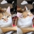 Üç kardeşe yuva aranıyor fotoğraf