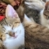 Üç kardeşe yuva aranıyor fotoğraf