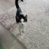 2 aylık bebek/sevecen, uyumlu tuvalet alışkanlığı var fotoğraf