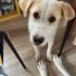 SOYA ÖMÜRLÜK YUVASINI ARIYOR fotoğraf