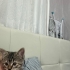Oyuncu tatlı yavru yuva arıyor fotoğraf