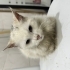 BEYAZ TÜYLÜ KEDİ/ ACİL GEÇİCİ KALICI YUVA fotoğraf