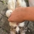 selde buldum yavru evden atılmış annesi yok fotoğraf