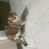 yeni yuvasini ariyor fotoğraf