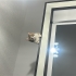yeni yuvasini ariyor fotoğraf