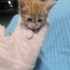 Minik Köfte Sevgi Dolu Ailesini Arıyor 🤍 fotoğraf