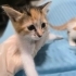Zeyna Bebek yuvasını arıyor fotoğraf
