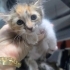Zeyna Bebek yuvasını arıyor fotoğraf
