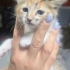 Zeyna Bebek yuvasını arıyor fotoğraf