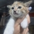 Zeyna Bebek yuvasını arıyor fotoğraf