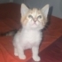 Zeyna Bebek yuvasını arıyor fotoğraf