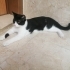 smokine kalıcı yuva fotoğraf