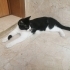 smokine kalıcı yuva fotoğraf