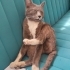 Oyun canlısı bir kedi fotoğraf