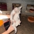 ANNE VE YAVRULARA YUVA ARIYORUZ fotoğraf