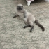 Uysal sevecen tırmalama huyu yok tek kedi oldugu için başka kediyle pek anlaşamı fotoğraf