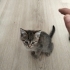 İzmir'de ücretsiz kedi sahiplendirme fotoğraf