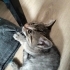 İzmir'de ücretsiz kedi sahiplendirme fotoğraf