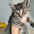 İzmir'de ücretsiz kedi sahiplendirme fotoğraf
