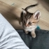 İzmir'de ücretsiz kedi sahiplendirme fotoğraf