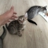 İzmir'de ücretsiz kedi sahiplendirme fotoğraf