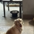 Acil yuva arıyoruz fotoğraf