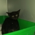 2 aylık simsiyah parlak tüylü yemyeşil gözlü harika bombay yavru🧿🐱 fotoğraf